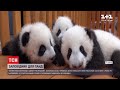 У китайському заповіднику за останні 5 років народилося 32 панди