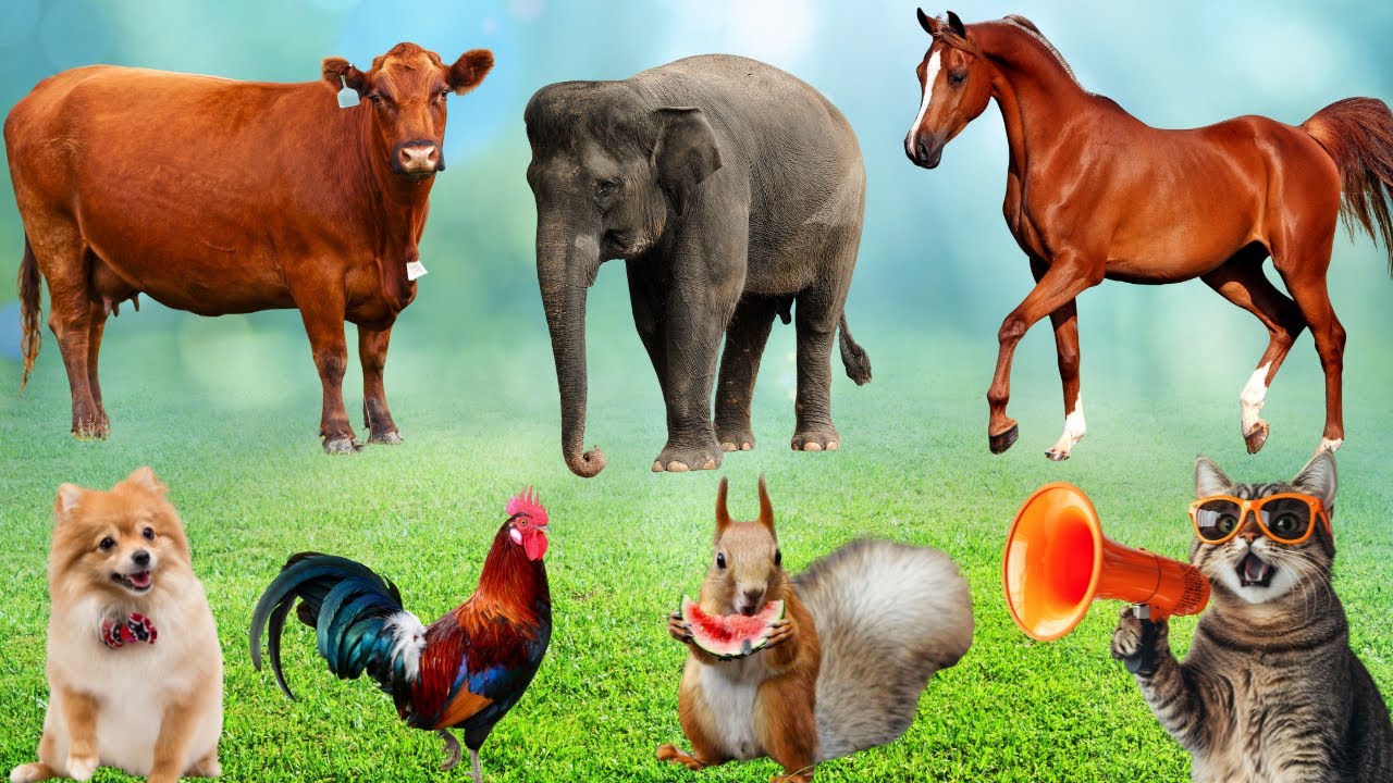 Funny Animal Moments: Cow, Cat, Dog, Goat, Horse, Elephant, Chicken-Animal Video