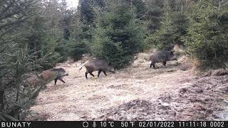 VÝBĚR TĚCH NEJ  ÚLOVKŮ ZIMY 2024- #wildlife #forest #nature #cameratrap #příroda #Best Videos