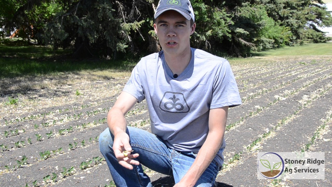 Rolling Soybeans Pre- and Post-emergence