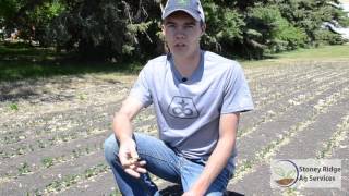 Rolling Soybeans Pre- and Post-emergence