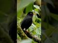 Song of Forest birds songs✨️| birds Singing for theirs Nature's Relaxation✨️🐦