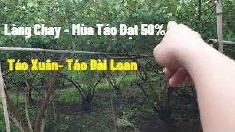 Thăm Cánh Đồng Táo Xuân - Táo Đài Loan Làng Chay Có Được Mùa Không I Nui Doi Luc Ngan 98