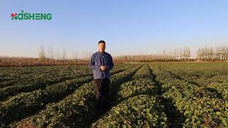 Day-Neutral Strawberry (Monterey, San Andreas and Portola) nursery in Shandong province, China