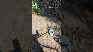 Gold Nugget Under a Hot Rock Test: Magnetar 9000