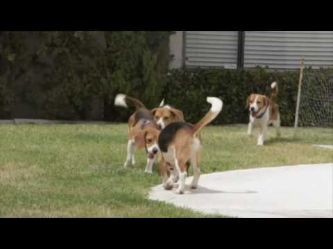 Video: Topp Ti Hunder For Treningsbuffere