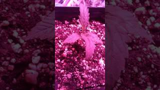 How to grow lowkey 101 pt.15 crazy baby plant