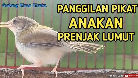 suara anak prenjak lumut panggilan pikat burung liar ampuh