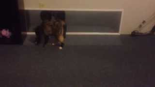 cat plays with reflection