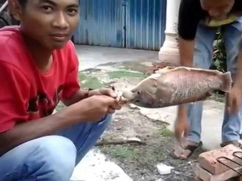 Video Lucu  Bakar  Ikan  Gurame YouTube