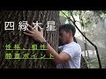 【四緑木星】樹木と風のパワー！整える力を宿す星。