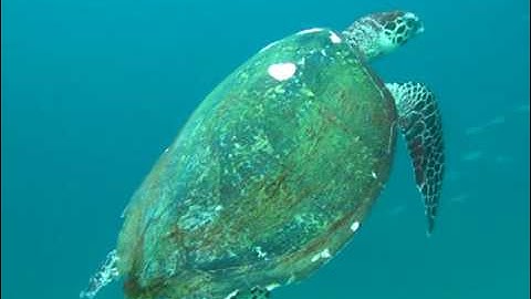 Dykning på Filippinerne - Skildpadde
