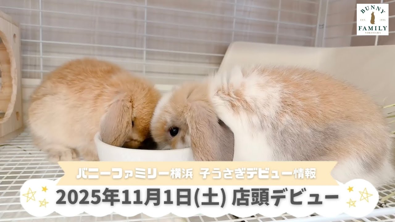 Happyちび姫ランド～**野うさぎバニーちゃん＊＊23㎝ 320タイトル以上】