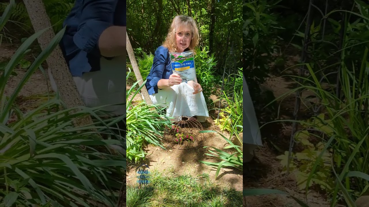 Why your plants need a cloche | 