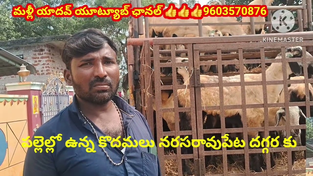 నెల్లూరు పల్లెల్లో ఉన్న కొదమలు # నరసరావుపేట  