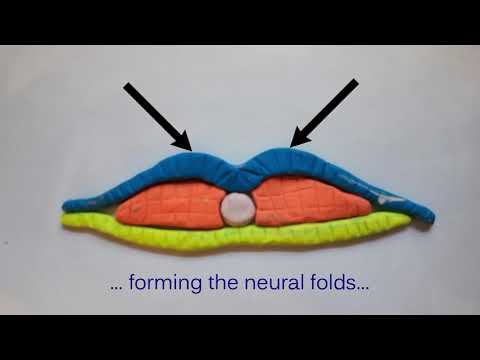 Video: Neurulation có xảy ra sau khi kích thích dạ dày không?