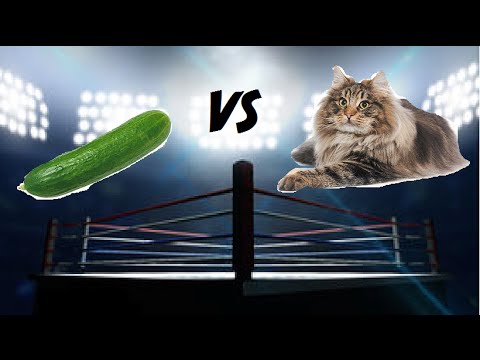 Koty Vs Ogórki Youtube