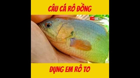 Câu Cá Rô Đồng.//#fishing .//#shorts .//#caucarodong.//@thachhauvlog83 .