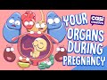 Your Organs During Pregnancy