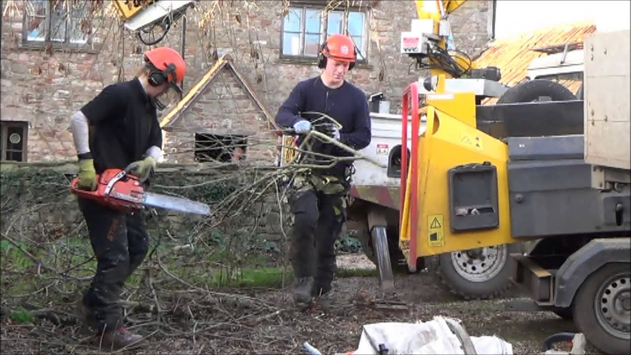 Cutting down the old ash tree. part 1 YouTube