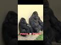 Shabani ❤︎ Ai 【東山動物園ゴリラ】 #gorilla