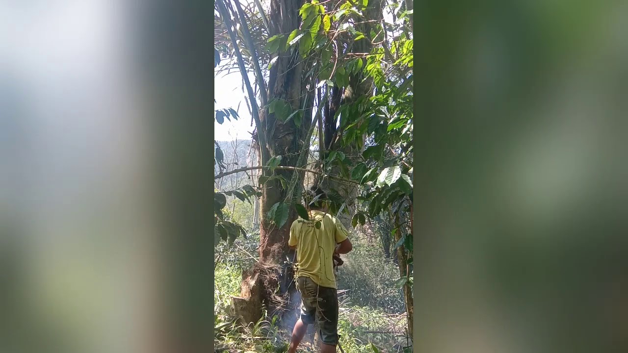 Menebang pohon (part 2) - YouTube