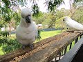 Cockatoo Power Dynamics | Seed Ledge Meeting with Branch Watcher