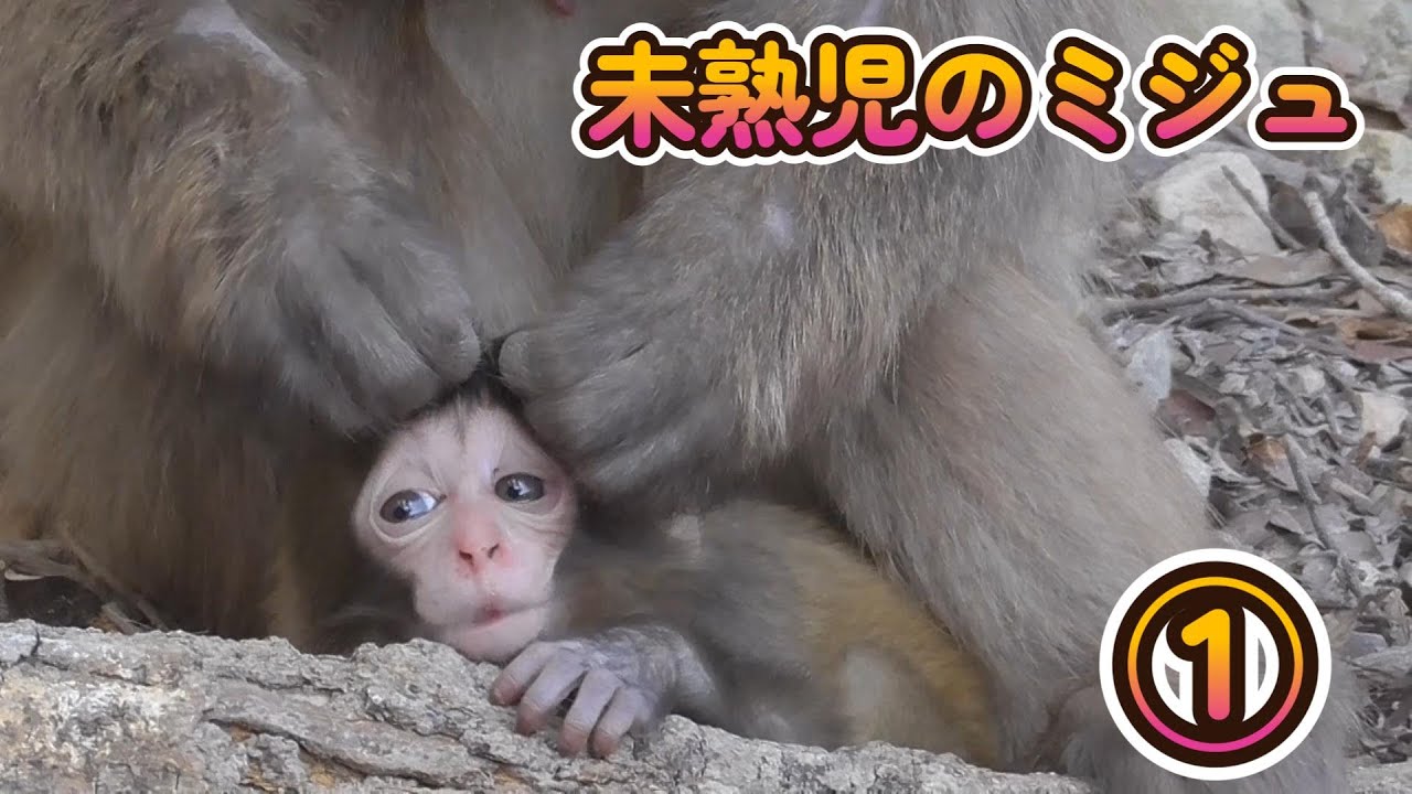赤ちゃん猿さん専用 さるのあかちゃん (しぜんにタッチ! 【3歳・4歳・5歳からの絵本