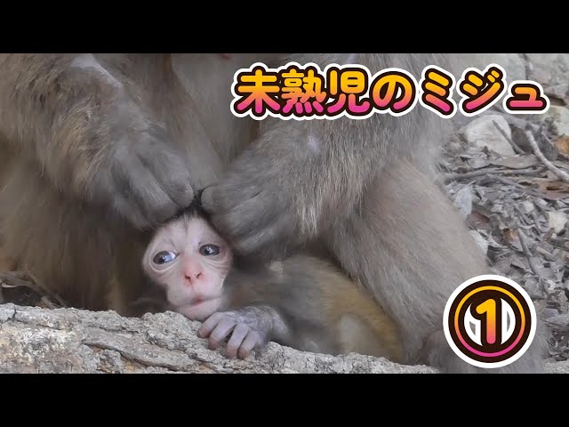 ニホンザル・赤ちゃん】未熟児のミジュ ① - YouTube