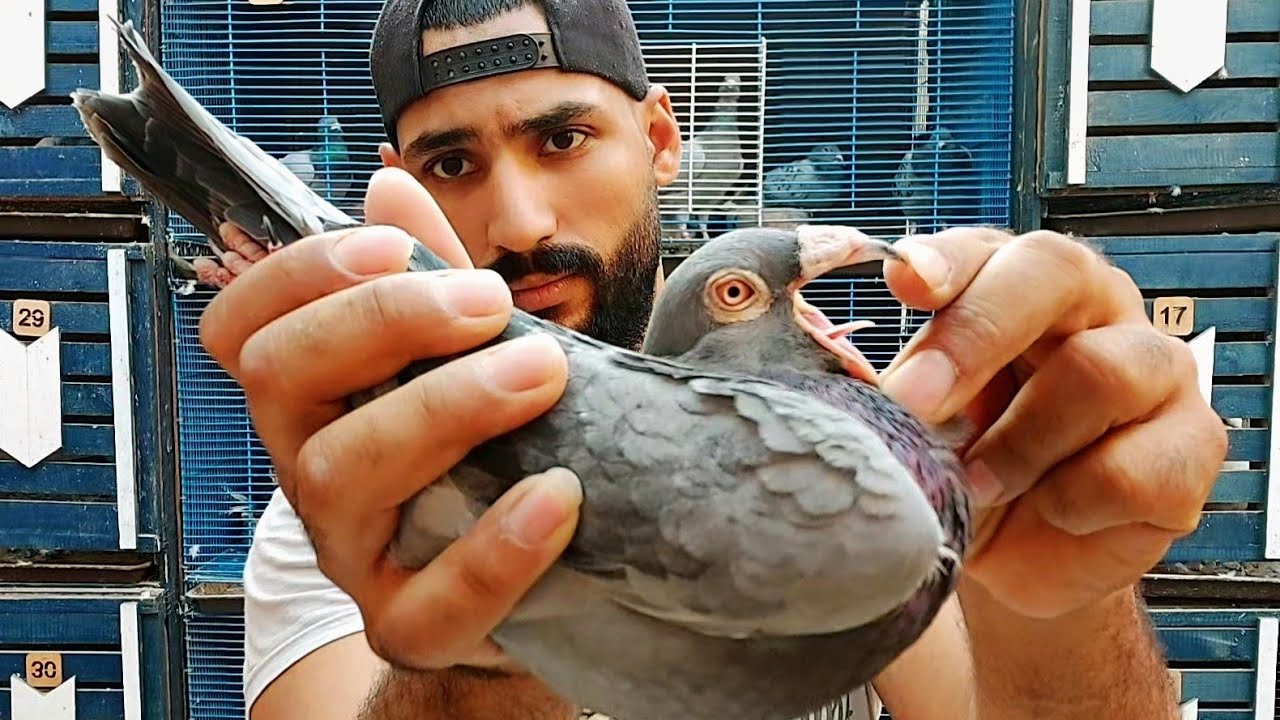 لو عاوز تبقي محترف فرخ حمام لازم تتعلم ازاي تختار حمام التحضين