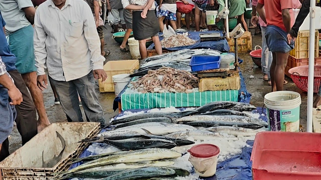 നല്ല ഫ്രഷ് മീൻ ലേലങ്ങളും കടുക്ക കാഴ്ചകളും ഒന്ന് കണ്ടു നോക്കാം 