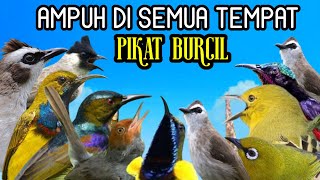 Suara Pikat Burung Kecil Di Kebun Hutan Dan Bakau