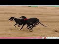 latest greyhound running video 2024