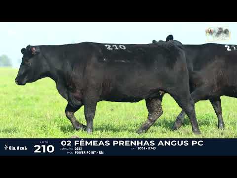 Lote 210 F Angus dupla