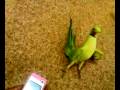 Parrot Dance on a Arabic Music