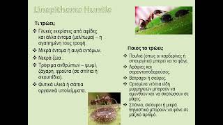Το μυρμήγκι της Αργεντινής (Linepithema Humile)