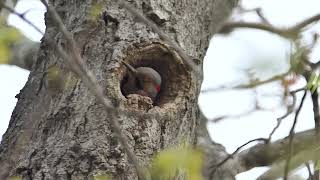 Woodpecker in our yard - Northern flicker