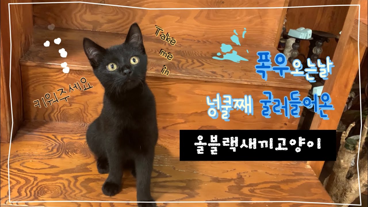 논에서 올블랙냐옹이한테 간택당하다🙄♥️ 개냥이 냥줍 My adorable kitten found in a rice field 黒猫