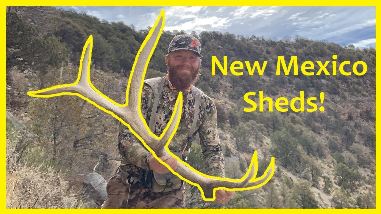 New Mexico Shed Hunting YouTube