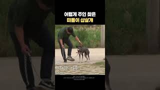 어렵게 주인을 찾은 떠돌이 삽살개 #동물농장 #애니멀봐
