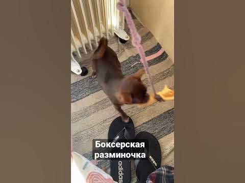 Пиклс на тренинге - YouTube