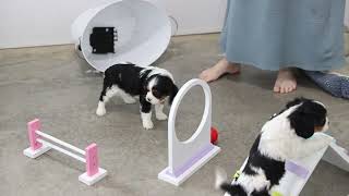 Daniel Miller's Cavalier Puppies