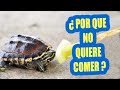 ¿QUE HACER SI MI TORTUGA NO QUIERE COMER?