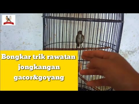 Cara Supaya burung jongkangan bisa gacor goyang