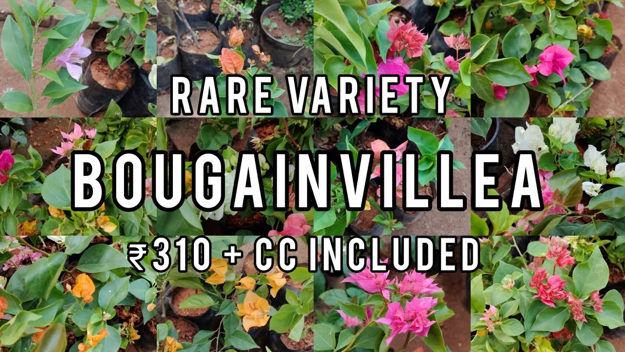 Hybrid Varieties Bougainvillea| 