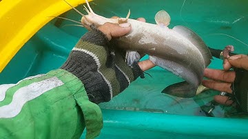 Câu cá ngát sông Cần Giuộc | Sự Cần Giờ #3