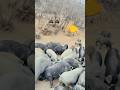 Wild Boar Want Feed Pig Farming #enjoyrurallife #naturerurallife #rurallife #mycountrylife #pigfeed
