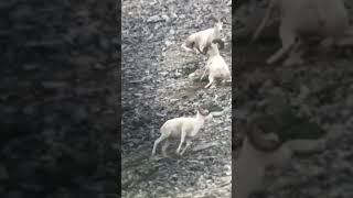 Sheep In The Rocks Killshot