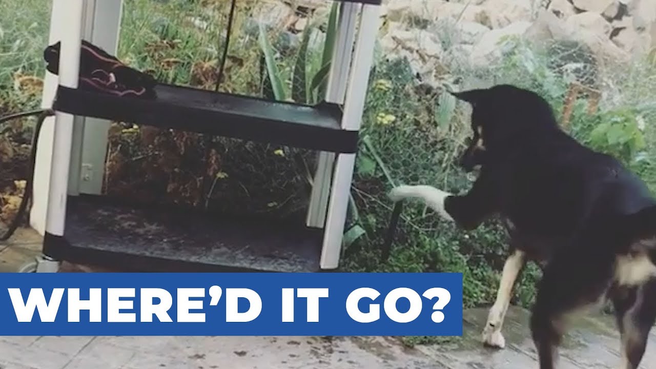 watershed Dog Confused After Seeing Sprinkler Subside to Ground