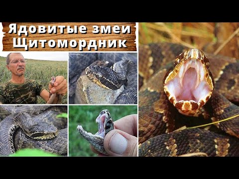 Видео: Как выглядит щитомордник мятликовый?